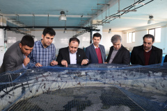 بازدید مسئولان از پروژه پرورش بچه ماهی جهاد دانشگاهی استان بوشهر