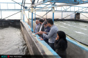 بازدید رییس جهاددانشگاهی مجتمع آبزیان دریایی این نهاد در بندر دلوار/ برطرف شدن نیاز بوشهر با تولید پنج میلیون قطعه بچه ماهی در این مجتمع
