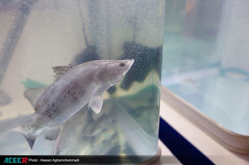 کسب فناوری تولید بچه ماهی توسط محققین جهاددانشگاهی بوشهر